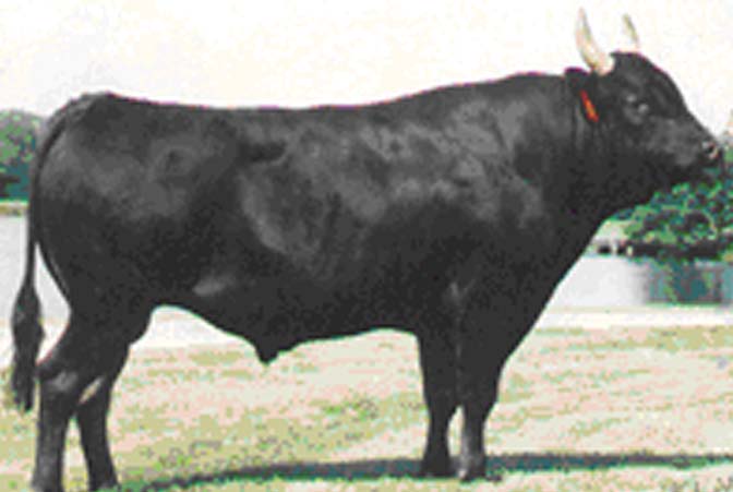 Kikuyasu-400
