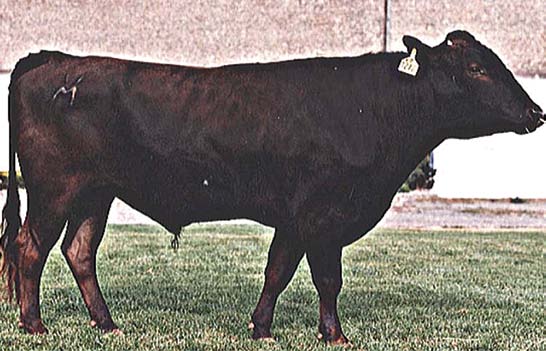 Donarudo